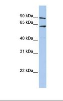 AHCYL1 / DCAL Antibody - Placenta lysate. Antibody concentration: 1.0 ug/ml. Gel concentration: 12%.  This image was taken for the unconjugated form of this product. Other forms have not been tested.