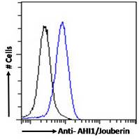 AHI1 Antibody - AHI1 / Jouberin antibody flow cytometric analysis of paraformaldehyde fixed HeLa cells (blue line), permeabilized with 0.5% Triton. Primary incubation overnight (10ug/ml) followed by Alexa Fluor 488 secondary antibody (1ug/ml). IgG control: Unimmunized goat IgG (black line) followed by Alexa Fluor 488 secondary antibody.