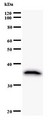 AHNAK Antibody - Western blot of immunized recombinant protein using AHNAK antibody.