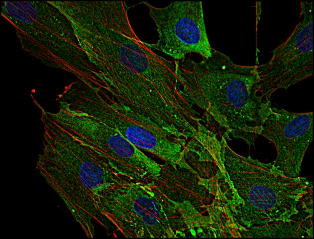 AHNAK Antibody - Immunofluorescence staining of AHNAK1 in human primary fibroblasts using anti-AHNAK1 (EM-09; green). Actin filaments were decorated by phalloidin (red) and cell nuclei stained with DAPI (blue).