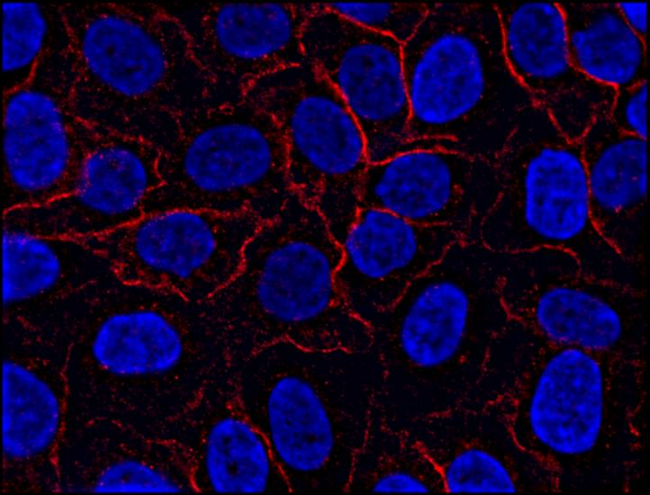 AHNAK Antibody - Immunofluorescence staining of AHNAK1 in HeLa cell line using anti-AHNAK1 (EM-09; red). Cell nuclei stained with DAPI (blue).