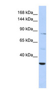 AHNAK2 Antibody - AHNAK2 antibody Western blot of HepG2 cell lysate. This image was taken for the unconjugated form of this product. Other forms have not been tested.
