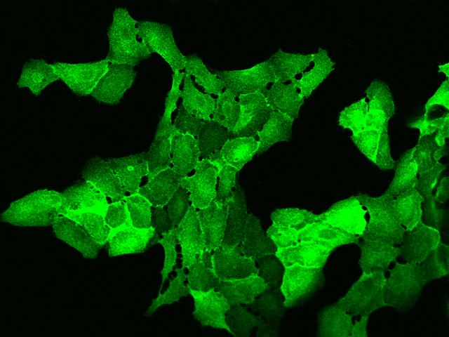 AHNAK2 Antibody - Immunofluorescence staining of AHNAK2 in U2OS cells. Cells were fixed with 4% PFA, permeabilzed with 0.1% Triton X-100 in PBS, blocked with 10% serum, and incubated with rabbit anti-Human AHNAK2 polyclonal antibody (dilution ratio 1:200) at 4°C overnight. Then cells were stained with the Alexa Fluor 488-conjugated Goat Anti-rabbit IgG secondary antibody (green). Positive staining was localized to Cytoplasm and cell membrane.