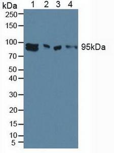 AHR Antibody - Western Blot; Sample: Lane1: Human MCF-7 Cells; Lane2: Human HEK293 Cells; Lane3: Mouse 3T3 Cells; Lane4: Mouse Brain Tissue.
