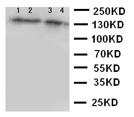 AHR Antibody - WB of AHR antibody. Lane 1: PANC Cell Lysate. Lane 2: HELA Cell Lysate. Lane 3: MCF-7 Cell Lysate. Lane 4: HT1080 Cell Lysate.
