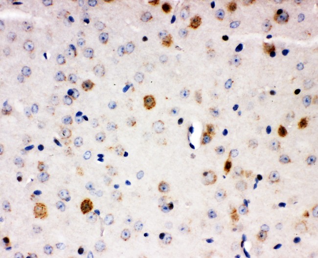 AHR Antibody - Aryl hydrocarbon Receptor antibody IHC-paraffin: Mouse Brain Tissue.