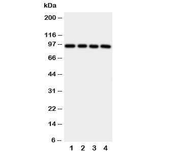 AHR Antibody - Western blot testing of Aryl hydrocarbon Receptor antibody and human samples 1: PANC; 2: HeLa; 3: MCF-7; 4: HT1080 cell lysate. Predicted molecular weight ~ 95kDa.