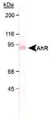 AHR Antibody - Detection of AhR in mouse liver cytosol using AHR Antibody LS-B164.  This image was taken for the unconjugated form of this product. Other forms have not been tested.