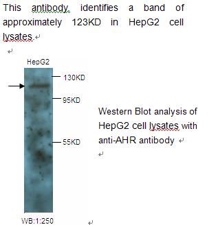 AHR Antibody