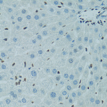 AHR Antibody - Immunohistochemistry of paraffin-embedded rat liver using AHR antibodyat dilution of 1:100 (40x lens).