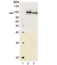 AHR Antibody - Western blot of Aryl hydrocarbon receptor polyclonal antibody: Lane 1: MW marker; Lane 2: Mouse liver extract; Lane 3: Rat liver extract.