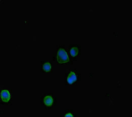 AHR Antibody - Immunofluorescent analysis of MCF7 cells diluted at 1:100 and Alexa Fluor 488-congugated AffiniPure Goat Anti-Rabbit IgG(H+L)