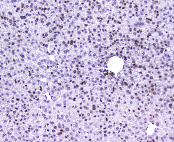 AHR Antibody - IHC staining of FFPE mouse liver with AHR antibody at 1ug/ml. HIER: boil tissue sections in pH6, 10mM citrate buffer, for 10-20 min followed by cooling at RT for 20 min.