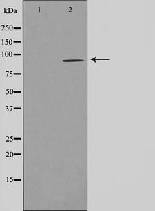 AHR Antibody - Western blot analysis of AhR expression in 293 whole cells lysates. The lane on the left is treated with the antigen-specific peptide.