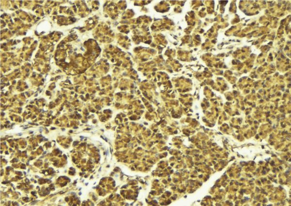 AHR Antibody - 1:100 staining mouse pancreas tissue by IHC-P. The sample was formaldehyde fixed and a heat mediated antigen retrieval step in citrate buffer was performed. The sample was then blocked and incubated with the antibody for 1.5 hours at 22°C. An HRP conjugated goat anti-rabbit antibody was used as the secondary.