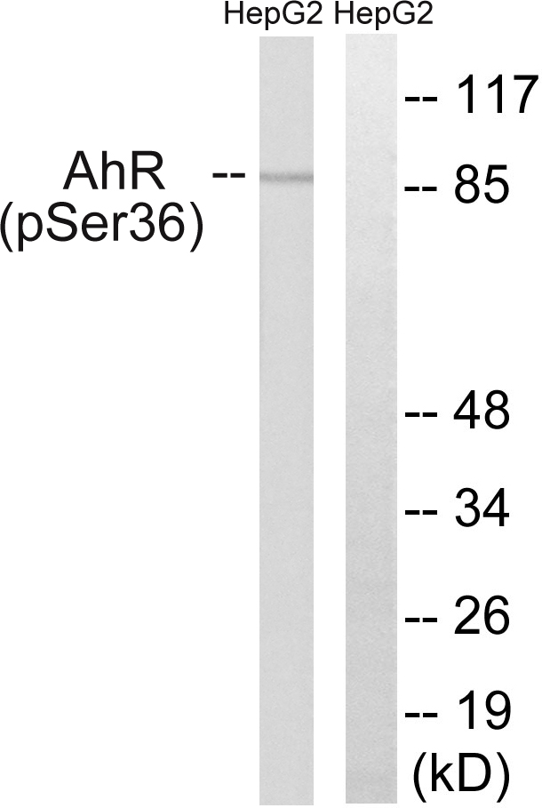 AHR Antibody - Western blot analysis of lysates from HepG2 cells, using AhR (Phospho-Ser36) Antibody. The lane on the right is blocked with the phospho peptide.