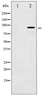 AHR Antibody - Western blot of AhR phosphorylation expression in HepG2 whole cell lysates,The lane on the left is treated with the antigen-specific peptide.