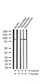 AHR Antibody - Western blot analysis of Phospho-AhR (Ser36) expression in various lysates