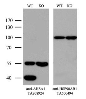 AHSA1 / AHA1 Antibody - Equivalent amounts of cell lysates  and AHSA1-Knockout Hela cells  were separated by SDS-PAGE and immunoblotted with anti-AHSA1 monoclonal antibodyThen the blotted membrane was stripped and reprobed with anti-HSP90AB1 antibody  as a loading control. (1:500)