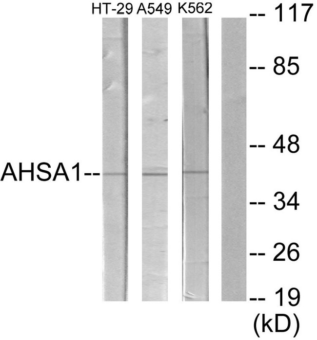 AHSA1 / AHA1 Antibody - Western blot analysis of lysates from HT-29, A549, and K562 cells, using AHSA1 Antibody. The lane on the right is blocked with the synthesized peptide.