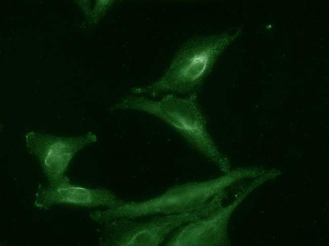 AHSA1 / AHA1 Antibody - IF of Aha1 tested on HeLa cell lysates.  This image was taken for the unconjugated form of this product. Other forms have not been tested.