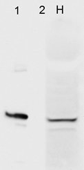 AHSA1 / AHA1 Antibody - Western blot analysis of Aha1 in HeLa cells (1) and recombinant Aha1 (2) using a 1:1000 dilution of AHSA1 / AHA1 antibody.  This image was taken for the unconjugated form of this product. Other forms have not been tested.