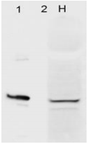 AHSA1 / AHA1 Antibody - Western blot detection of Aha1 in (1) HeLa cells and recombinant Aha1 (H) with Aha1 Monoclonal Antibody at 1ug/ml.
