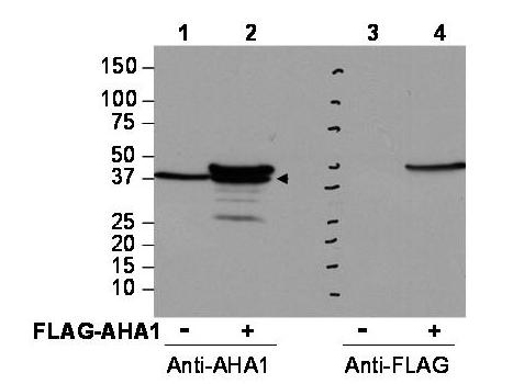 AHSA1 / AHA1 Antibody - Anti-AHA1 Antibody - Western Blot. Western blot of affinity purified anti-AHA1 antibody shows detection of AHA1 in Cos7 cells. For Lanes 2 and 4, Cos7 cells were transfected with pcDNA3-FLAG-AHA1. For Lanes 1 and 3, Cos7 cells were not transfected. Extracts (40 ug per lane) were electrophoresed and transferred to nitrocellulose. The membrane was probed with anti-AHA1 (lanes 1 and 2, 1:2000 dilution) or anti-FLAG (lanes 3 and 4). The lower band seen in anti-AHA1 blotting (arrowhead) is endogenous AHA1. Personal Communication, Brad Scroggins, CCR-NCI, Bethesda, MD.