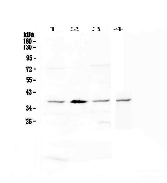 AHSA1 / AHA1 Antibody - Western blot - Anti-AHA1 Picoband antibody