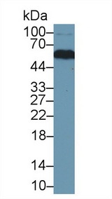 AHSG / Fetuin A Antibody - Western Blot; Sample: Mouse Heart lysate; Primary Ab: 1µg/ml Rabbit Anti-Rat aHSG Antibody Second Ab: 0.2µg/mL HRP-Linked Caprine Anti-Rabbit IgG Polyclonal Antibody