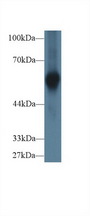 AHSG / Fetuin A Antibody - Western Blot; Sample: Human Cartilage lysate; Primary Ab: 1µg/ml Rabbit Anti-Human aHSG Antibody Second Ab: 0.2µg/mL HRP-Linked Caprine Anti-Rabbit IgG Polyclonal Antibody