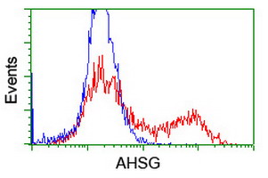 AHSG / Fetuin A Antibody - HEK293T cells transfected with either overexpress plasmid (Red) or empty vector control plasmid (Blue) were immunostained by anti-AHSG antibody, and then analyzed by flow cytometry.