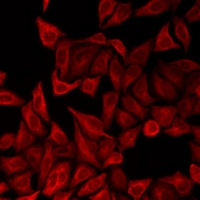 AHSG / Fetuin A Antibody