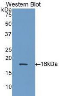 AHSP / EDRF Antibody - Western blot of recombinant AHSP / EDRF.  This image was taken for the unconjugated form of this product. Other forms have not been tested.