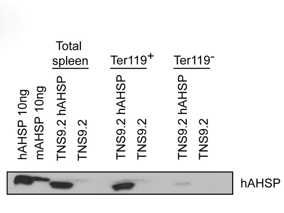 AHSP / EDRF Antibody - Western Blot of rabbit anti-AHSP antibody. Lane 1: Recombinant hAHSP (10ng). Lane 2: Recombinant mAHSP (10ng). Lane 3: mice Spleen cells transfected with TNS9.2-hAHSP. Lane 4: mice Spleen cells transfected with TNS9.2 control vector. Lane 5: mice Spleen cells transfected with TNS9.2-hAHSP fractionated by MACS using Ter119+ microbeads. Lane 6: mice Spleen cells transfected with TNS9.2 control vector fractionated by Ter119+. Lane 7: mice Spleen cells transfected with TNS9.2-hAHSP fractionated by Ter119-. Lane 8: Spleen cells from mice transduced with TNS9.2 control vector fractionated by Ter119-. Load: 10 ng per lane. Primary antibody: AHSP antibody at 1:1,000 for overnight at 4°C. Secondary antibody: HRP Streptavidin secondary antibody at 1:40,000 for 30 min at RT. Block: 5% dry milk 30 min at RT. Predicted/Observed size: ~12kDa. Other band(s): none.