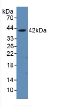 AHSP / EDRF Antibody - Western Blot; Sample: Recombinant aHSP, Rat.