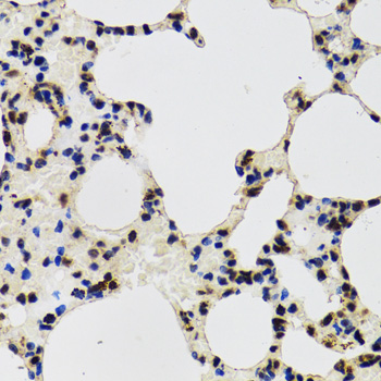 AHSP / EDRF Antibody - Immunohistochemistry of paraffin-embedded mouse lung tissue.