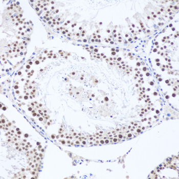 AHSP / EDRF Antibody - Immunohistochemistry of paraffin-embedded mouse testis tissue.