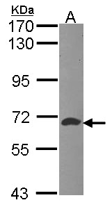AICAR / ATIC Antibody - Sample (30 ug of whole cell lysate). A: Hep G2 . 7.5% SDS PAGE. ATIC antibody. AICAR / ATIC antibody diluted at 1:1000.