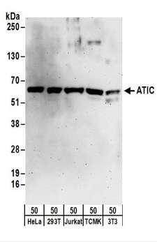 AICAR / ATIC Antibody - Detection of Human ATIC by Western Blot. Samples: Whole cell lysate (50 ug) from HeLa, 293T, Jurkat, mouse TCMK-1, and mouse NIH3T3 cells. Antibodies: Affinity purified rabbit anti-ATIC antibody used for WB at 0.1 ug/ml. Detection: Chemiluminescence with an exposure time of 3 minutes.