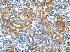 AICAR / ATIC Antibody - ATIC antibody ATIC(5-aminoimidazole-4-carboxamide ribonucleotide formyltransferase/IMP cyclohydrolase) Antibody was used in IHC to stain formalin-fixed, paraffin-embedded human kidney.  This image was taken for the unconjugated form of this product. Other forms have not been tested.