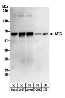 AICAR / ATIC Antibody - Detection of Human ATIC by Western Blot. Samples: Whole cell lysate (50 ug) from HeLa, 293T, Jurkat, mouse TCMK-1, and mouse NIH3T3 cells. Antibodies: Affinity purified rabbit anti-ATIC antibody used for WB at 0.1 ug/ml. Detection: Chemiluminescence with an exposure time of 30 seconds.