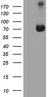 AICAR / ATIC Antibody - HEK293T cells were transfected with the pCMV6-ENTRY control (Left lane) or pCMV6-ENTRY ATIC (Right lane) cDNA for 48 hrs and lysed. Equivalent amounts of cell lysates (5 ug per lane) were separated by SDS-PAGE and immunoblotted with anti-ATIC.