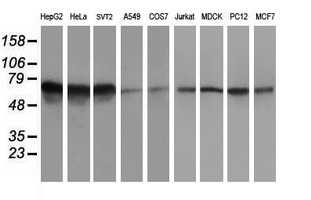 AICAR / ATIC Antibody - Western blot of extracts (35 ug) from 9 different cell lines by using anti-ATIC monoclonal antibody.