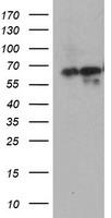 AICAR / ATIC Antibody - HEK293T cells were transfected with the pCMV6-ENTRY control (Left lane) or pCMV6-ENTRY ATIC (Right lane) cDNA for 48 hrs and lysed. Equivalent amounts of cell lysates (5 ug per lane) were separated by SDS-PAGE and immunoblotted with anti-ATIC.