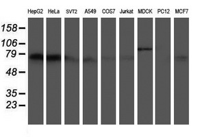 AICAR / ATIC Antibody - Western blot of extracts (35 ug) from 9 different cell lines by using g anti-ATIC monoclonal antibody (HepG2: human; HeLa: human; SVT2: mouse; A549: human; COS7: monkey; Jurkat: human; MDCK: canine; PC12: rat; MCF7: human).