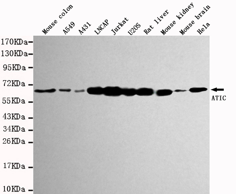 AICAR / ATIC Antibody - Western blot detection of ATIC in various tissue and cell lysates using ATIC antibody (1:1000 diluted).