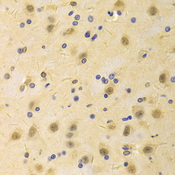 AICAR / ATIC Antibody - Immunohistochemistry of paraffin-embedded rat brain tissue.