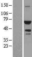 AICAR / ATIC Protein - Western validation with an anti-DDK antibody * L: Control HEK293 lysate R: Over-expression lysate