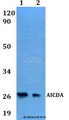 AICDA / AID Antibody - Western blot of AICDA antibody at 1:500 dilution. Lane 1: HEK293T whole cell lysate. Lane 2: PC12 whole cell lysate.